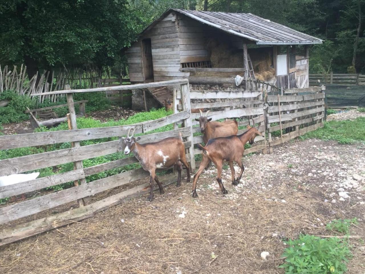 Eco Camp Dzogaska Vrela Hotel Pljevlja Bagian luar foto
